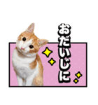 こむぎとイギーの日常会話（個別スタンプ：5）