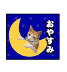 こむぎとイギーの日常会話（個別スタンプ：7）