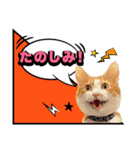 こむぎとイギーの日常会話（個別スタンプ：9）