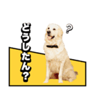 こむぎとイギーの日常会話（個別スタンプ：10）