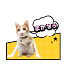 こむぎとイギーの日常会話（個別スタンプ：13）