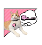 こむぎとイギーの日常会話（個別スタンプ：16）