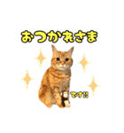 アメショとベンガル2（個別スタンプ：9）