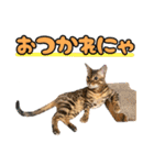 アメショとベンガル2（個別スタンプ：10）
