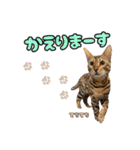 アメショとベンガル2（個別スタンプ：13）