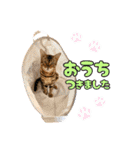 アメショとベンガル2（個別スタンプ：15）