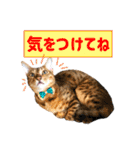 アメショとベンガル2（個別スタンプ：16）
