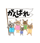 アメショとベンガル2（個別スタンプ：20）
