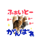 アメショとベンガル2（個別スタンプ：21）