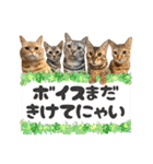 アメショとベンガル2（個別スタンプ：22）