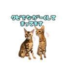 アメショとベンガル2（個別スタンプ：27）