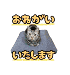 アメショとベンガル2（個別スタンプ：35）