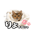 アメショとベンガル2（個別スタンプ：38）