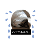 梅雨ニャンず（個別スタンプ：2）
