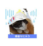 梅雨ニャンず（個別スタンプ：3）