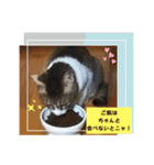 梅雨ニャンず（個別スタンプ：5）