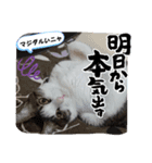 梅雨ニャンず（個別スタンプ：6）
