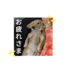 可愛い動物しかいない（個別スタンプ：5）