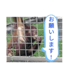 可愛い動物しかいない（個別スタンプ：7）