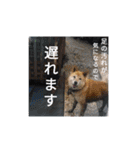 可愛い動物しかいない（個別スタンプ：18）