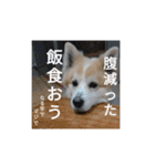 可愛い動物しかいない（個別スタンプ：19）