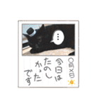 可愛い動物しかいない（個別スタンプ：35）