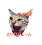 オラねこさなるだ（個別スタンプ：2）