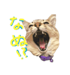 オラねこさなるだ（個別スタンプ：3）