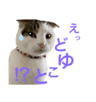 オラねこさなるだ（個別スタンプ：4）