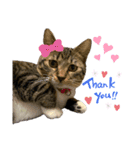 オラねこさなるだ（個別スタンプ：5）