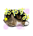 オラねこさなるだ（個別スタンプ：6）