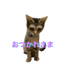 オラねこさなるだ（個別スタンプ：8）