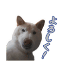 チロルルのスタンプ②（個別スタンプ：1）