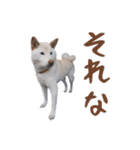 チロルルのスタンプ②（個別スタンプ：4）