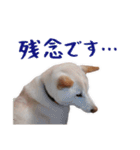 チロルルのスタンプ②（個別スタンプ：6）