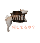 チロルルのスタンプ②（個別スタンプ：7）