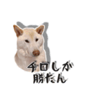 チロルルのスタンプ②（個別スタンプ：11）