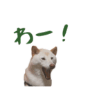 チロルルのスタンプ②（個別スタンプ：12）