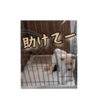 チロルルのスタンプ②（個別スタンプ：15）