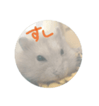 はんぺん3（個別スタンプ：5）