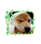 柴犬 陸くん（個別スタンプ：4）