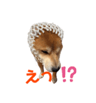 柴犬 陸くん（個別スタンプ：25）