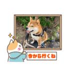 柴犬 陸くん（個別スタンプ：27）