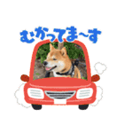 柴犬 陸くん（個別スタンプ：28）