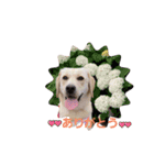 ハイテンション こむぎ（個別スタンプ：1）