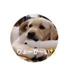 ハイテンション こむぎ（個別スタンプ：9）