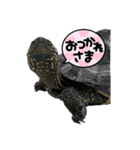 亀愛（個別スタンプ：13）
