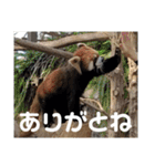 動物園の写真スタンプ図鑑（個別スタンプ：5）