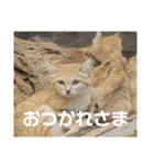 動物園の写真スタンプ図鑑（個別スタンプ：8）