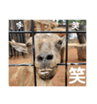 動物園の写真スタンプ図鑑（個別スタンプ：10）